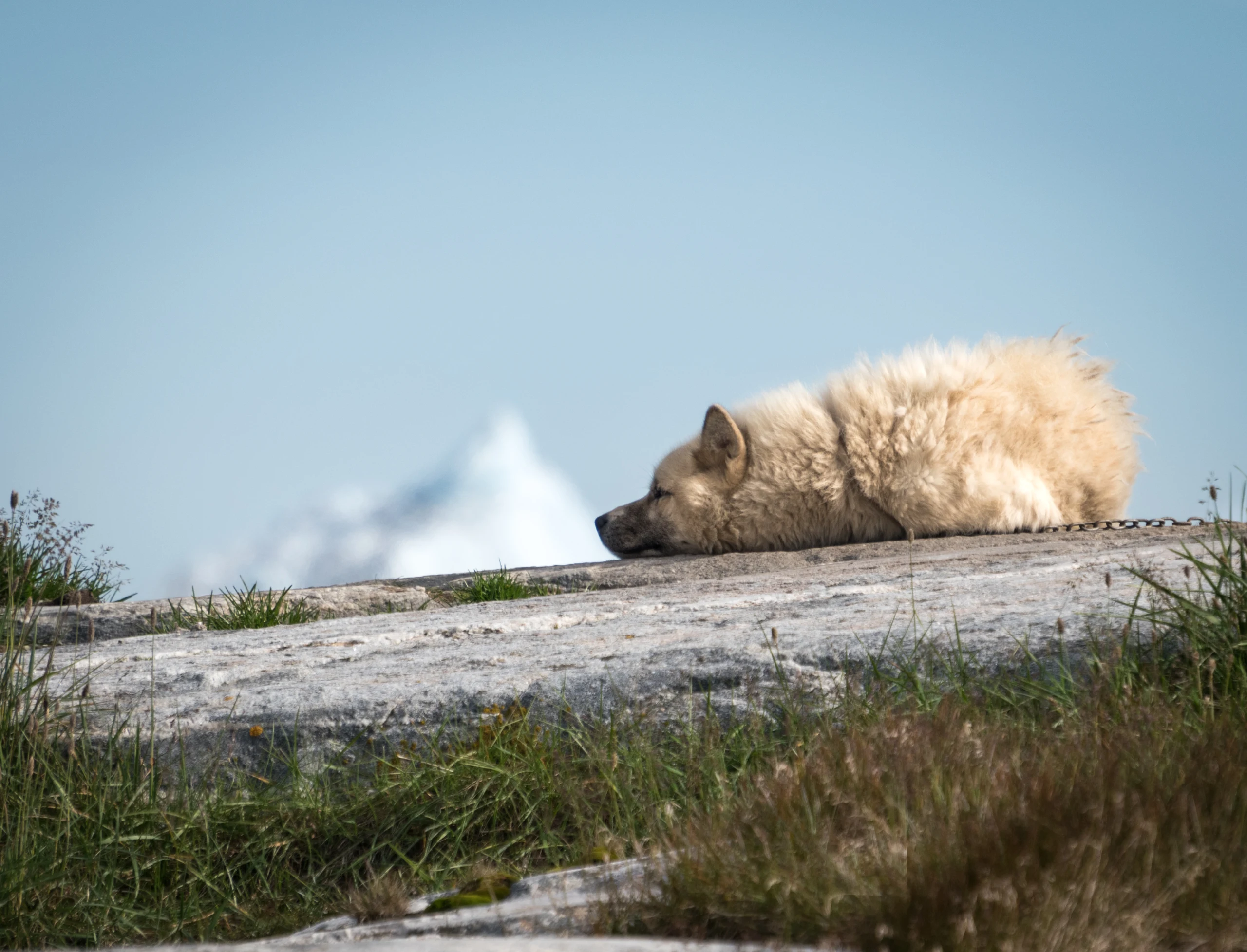 A greenlandic sled dog waiting for work.