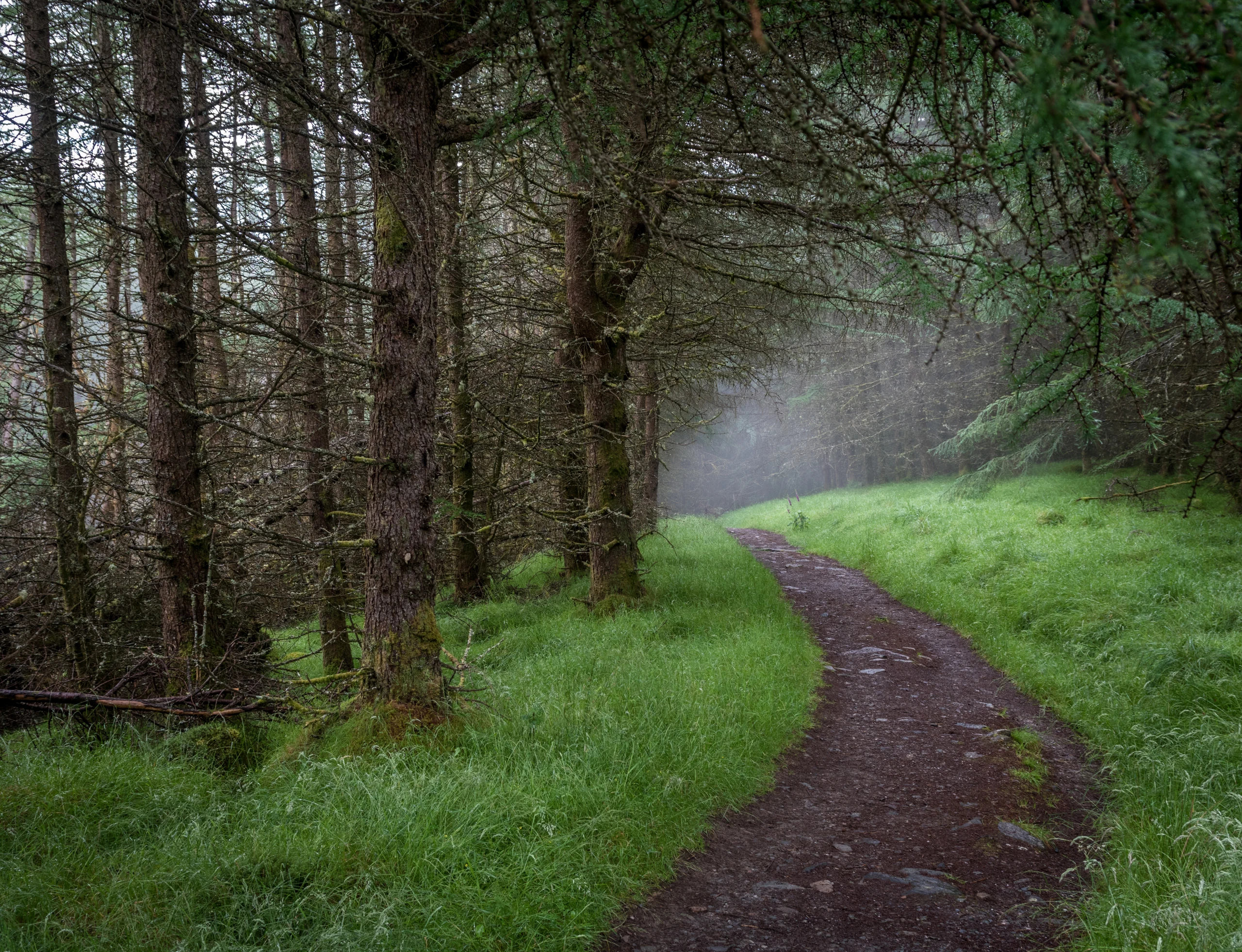A lush forest on the west highland way.